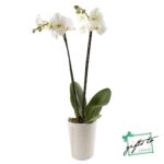 Double Stem White Orchids with Scented Candles Gift Set - Image 2