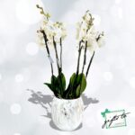 Orchid Opulence in Marbled Vase