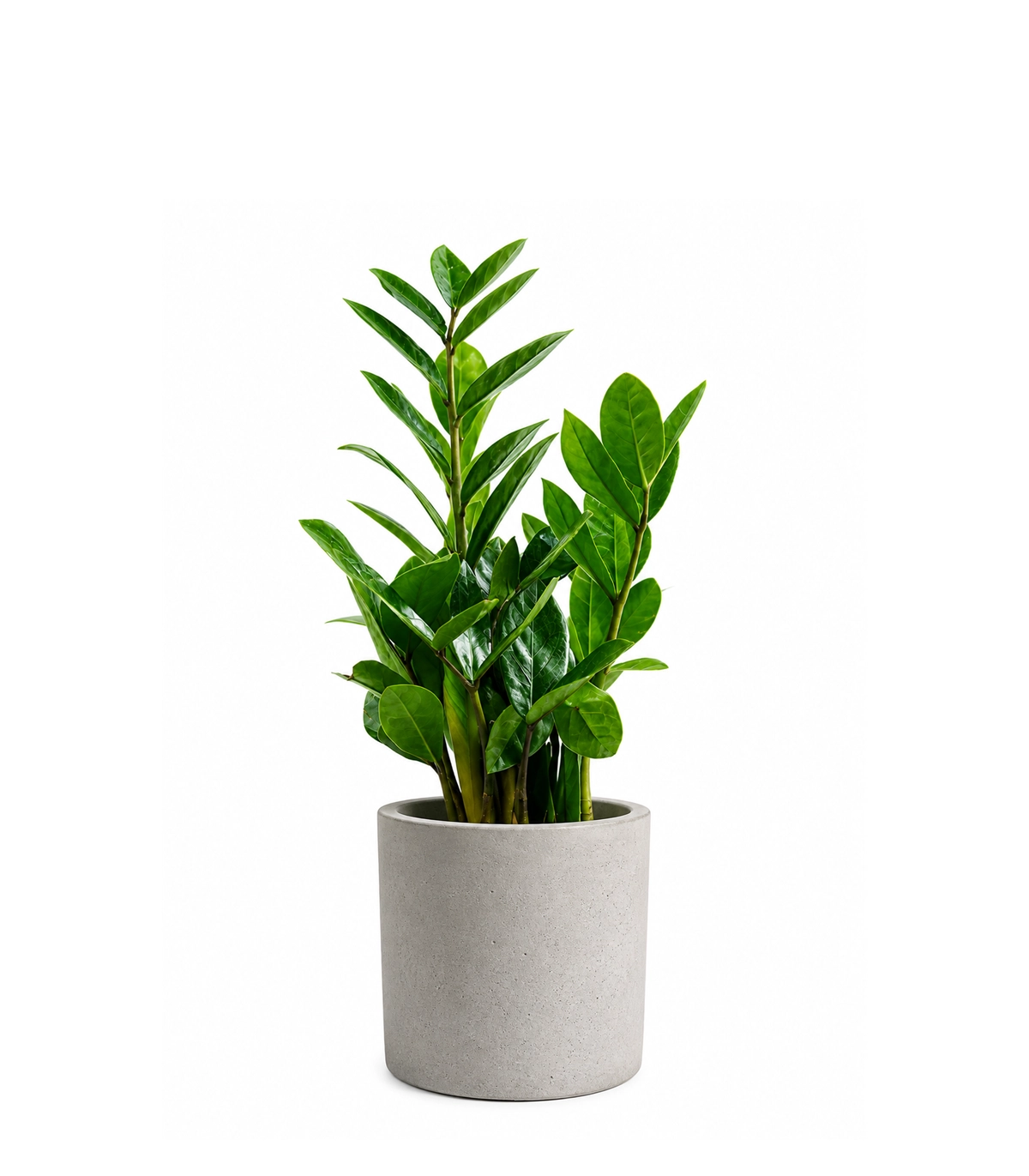 Zamia Plant Zamia Plant - Image 1