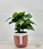 BURBERRY LONDON EDT Gift Box for Dad - Image 4