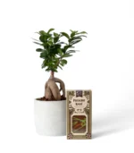Bonsai & Pistachio Knefe Chocolate Bar Bundle