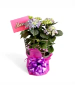 Purple Hydrangea Plant | 60CM