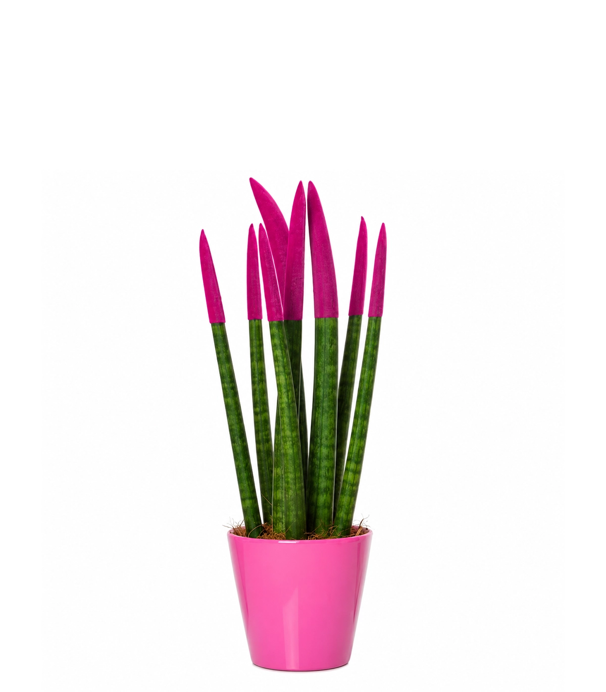 Purple Sinereria Pink-Tipped Sansevieria Plant - Image 1